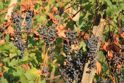 Tempi di Vendemmia